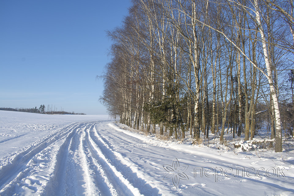 опушка леса в феврале